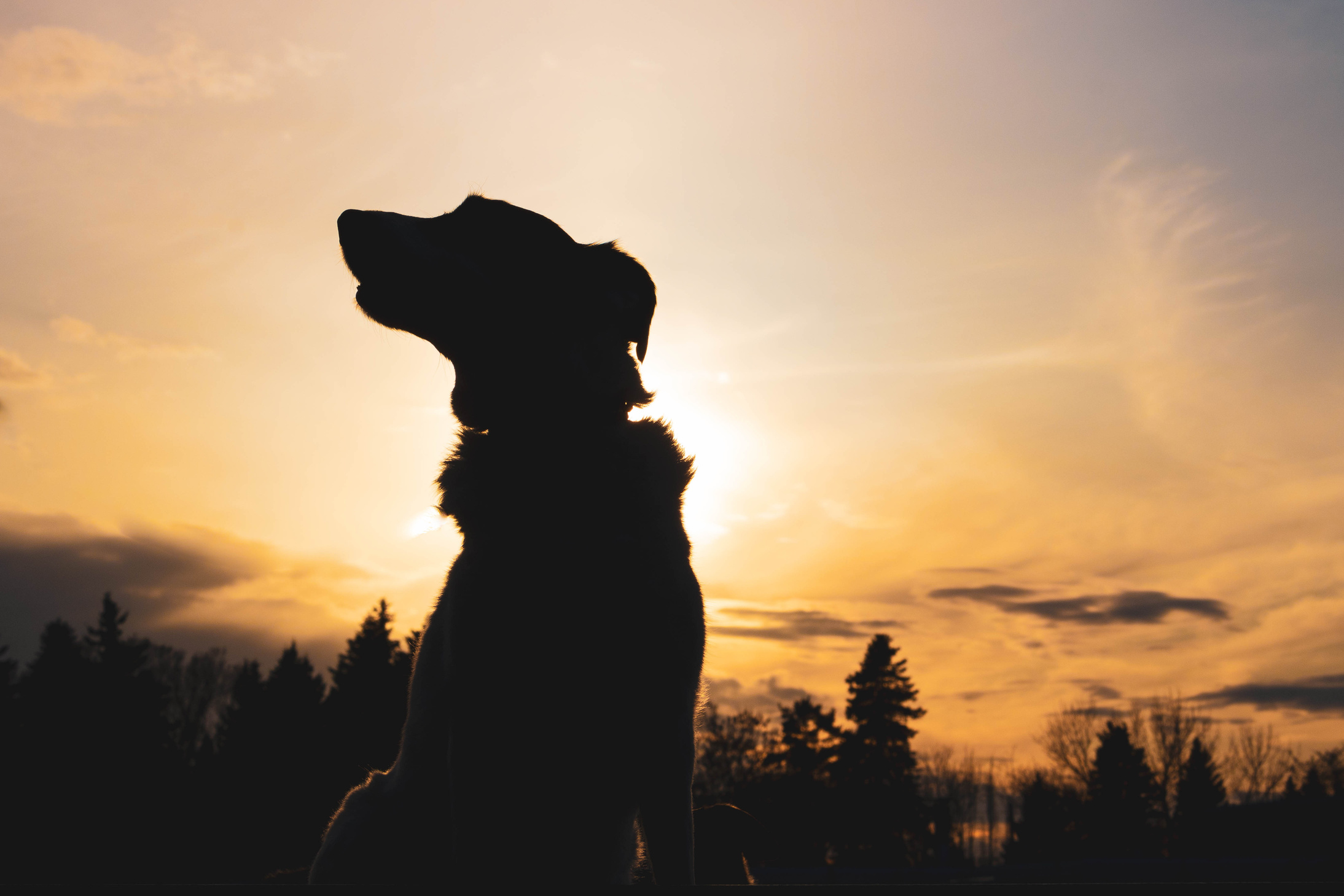 silhouette of a k9